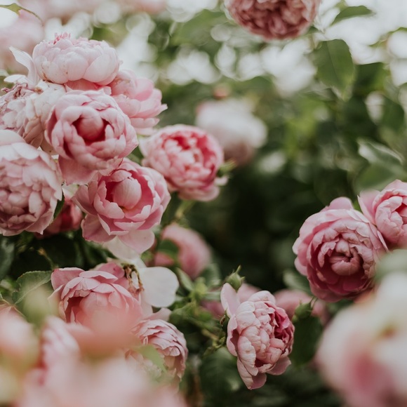 Romance - Picture 1 of 6